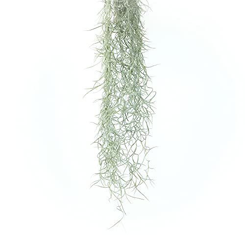 Thick Colombian Spanish Moss Live Strands with Wire Hook