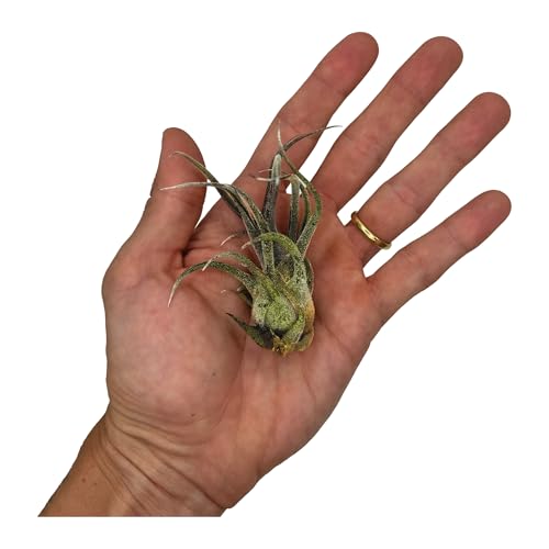 Air Plants Tillandsia Pruinosa (5 Count)