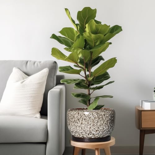 Ceramic Plant Pots