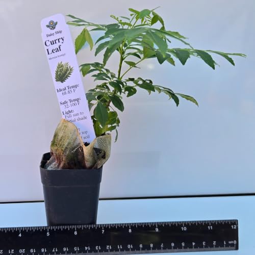 Daisy Ship Curry Leaf Plant Live Murraya Koenigii (2-Pack (Cup) / curry)