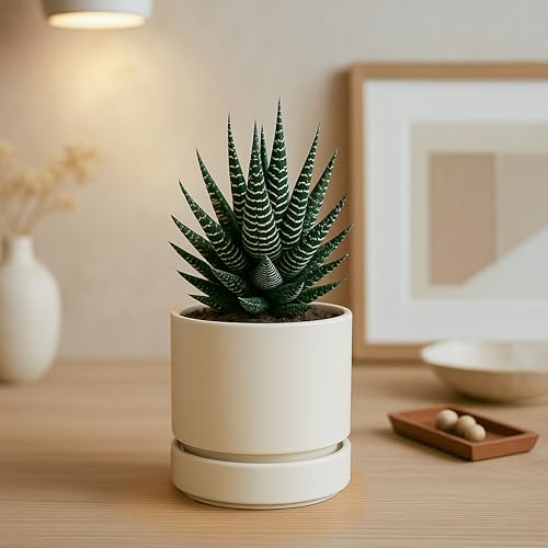4 Inch Planter Pot with Drainage Hole & Saucer (4" (6 Pack) / Oatmeal)