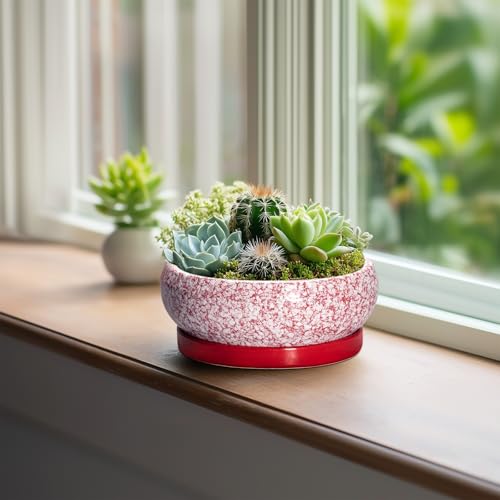 Bonsai Pots Small (6 Inch / Red-white)