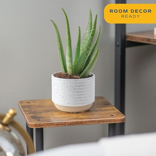 Aloe Vera Live Indoor Plant (Aloe Vera, 10-12 Inches Tall, in Grower's Pot, 2-Pack)