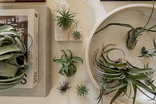 Air Plants Bulk (25 Count)