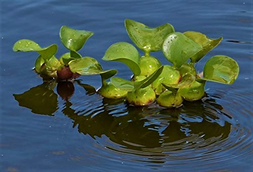 Water Hyacinths Floating Water Garden Plants (12 Count)