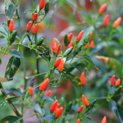 Chiltepin Pepper Plants Live (Chiltepin Tepin Bird Pepper)