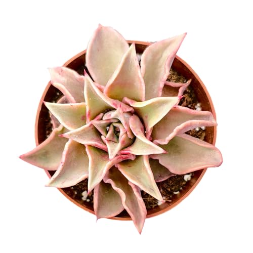 Echeveria Madiba (Echeveria Madiba)