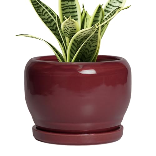 6 Inch Plant Pot