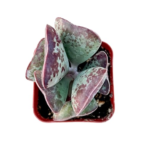 Live Succulent Plant Adromischus triflorus 'Calico Hearts' (Adromischus triflorus 'Calico Hearts')