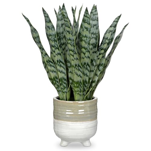 Fake Snake Plant 13.5 Inch Large Artificial Snake Plant Potted with Ceramic Pot Faux Sansevieria Plant for Home Office Room Indoor Decor Housewarming Gifts (Green-large Pot)