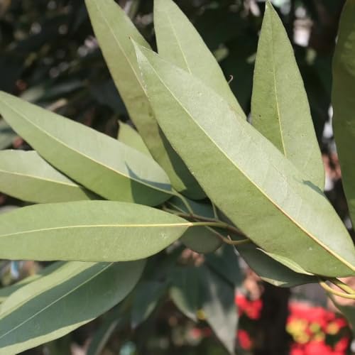 Lemon Eucalyptus Live Starter (2 Count (Cup) / eucal-lemon)