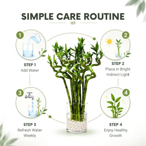 Lucky Bamboo Live Plant