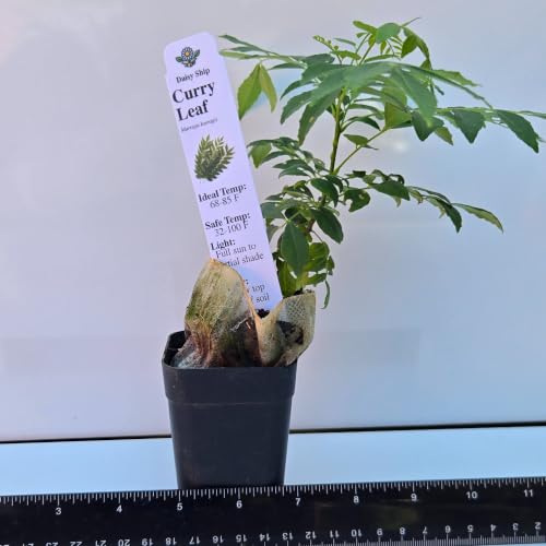 Daisy Ship Curry Leaf Plant Live Murraya Koenigii (1-Pack (Cup) / curry)