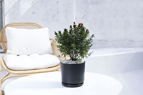 7 inch Plant Pots