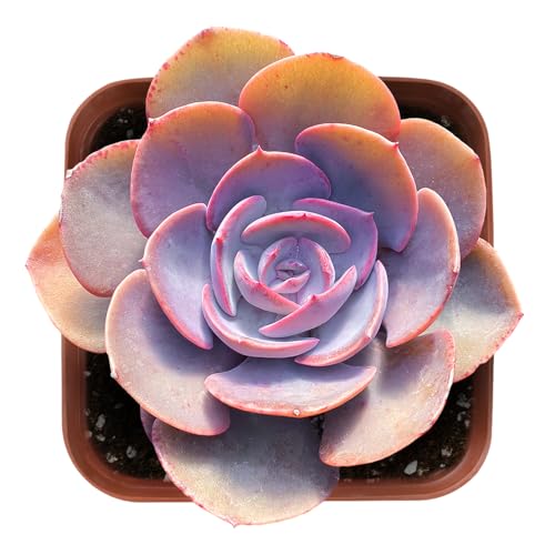 Echeveria 'Dusty Rose' Live Rare Mini Succulent (Echeveria 'Dusty Rose')