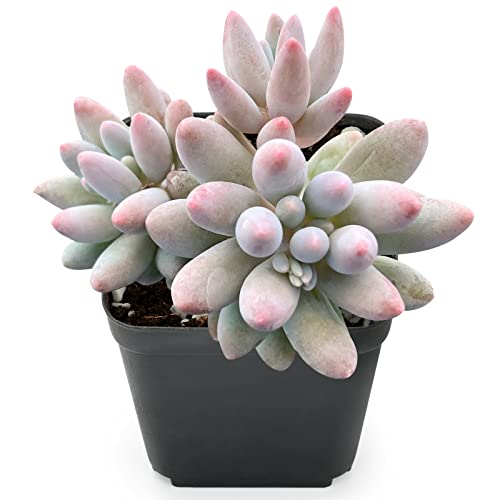 Pachyphytum 'Machucae' Baby Finger Live Succulent Plant (Pachyphytum 'Machucae' Baby Finger)
