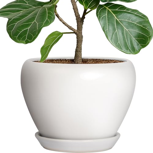 10 Inch Plant Pot
