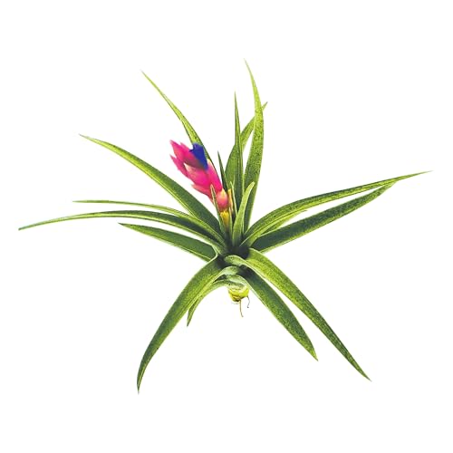 Air Plants Flowering Tillandsia Aeranthos (1 Pack / Aeranthos)
