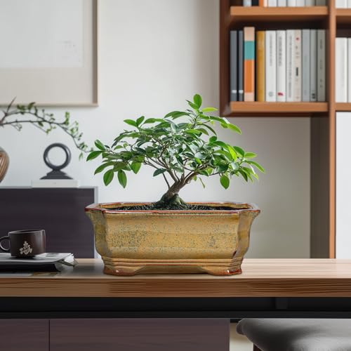 Bonsai Tree Pots 11.6 Inch (11 Inch / Rectangular Yellowish Brown)
