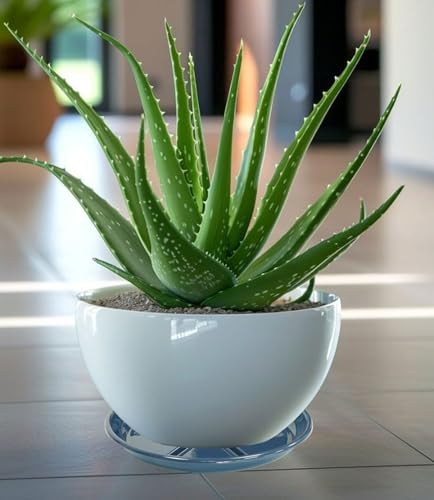 6 Pack of Plant Saucer 10 inch (10in*6 / Blue)