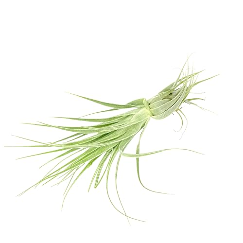 Live Air Plant