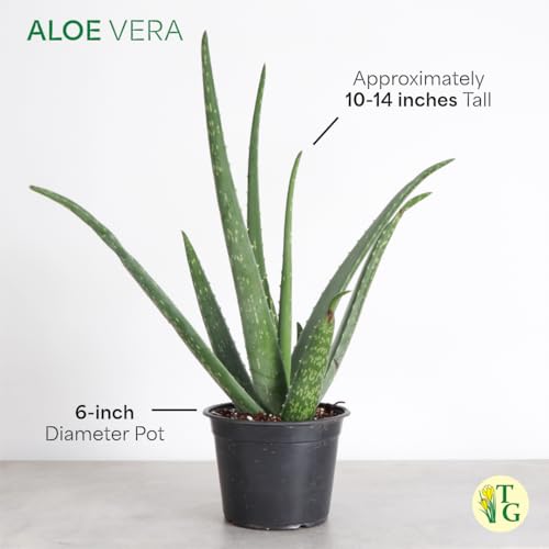 Live Aloe Vera Plant (Navy (6" Pot))