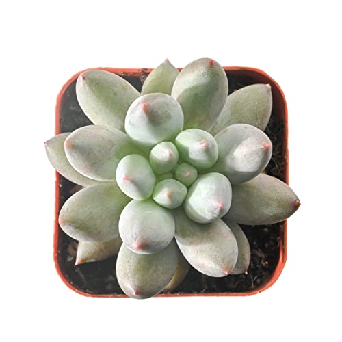 xPachyveria 'Angel's Finger' Live Succulent Plant (xPachyveria 'Angel's Finger')