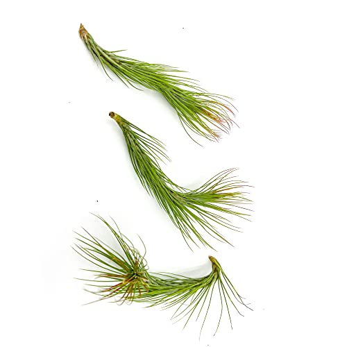 Air Plants Tillandsia Funckiana Hybrid (3 Count)