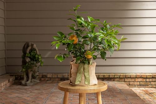Sympathy Gift Meyer Lemon Tree (Large / SYMPATHY GREEN)