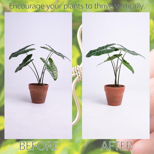 2.75IN Gold Monstera Plant Stem Support Set (Gold / 2.75IN*2.75IN)