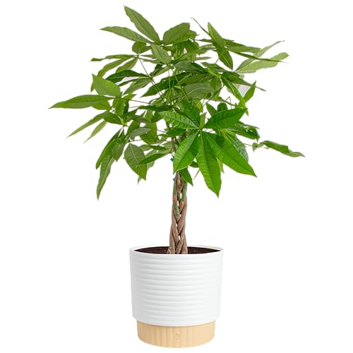 Money Tree Live Indoor Plant