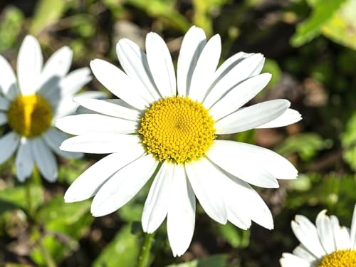 Live Perennial Plants (5 Pots)