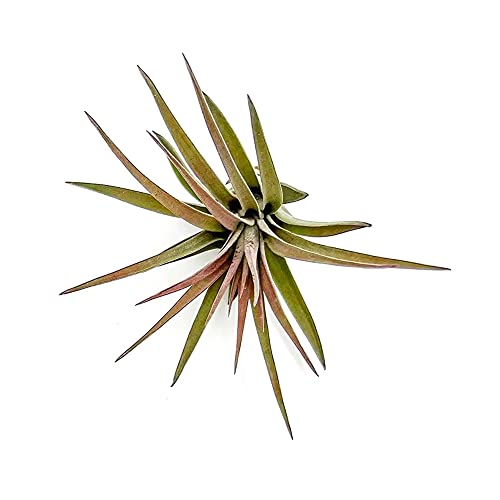 Air Plants Tillandsia Brachycaulos Abdita (3 Count)