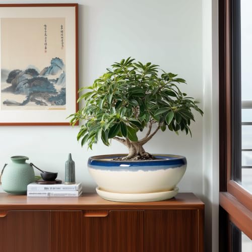 Bonsai Tree Pots (12 Inch / Blue-beige)