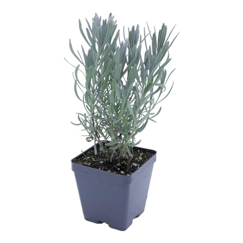 Live Perennial Plants (3 Pots)