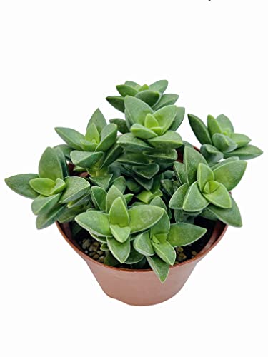 Live Succulent 4" Crassula Spring Time (4" / Crassula Spring Time)