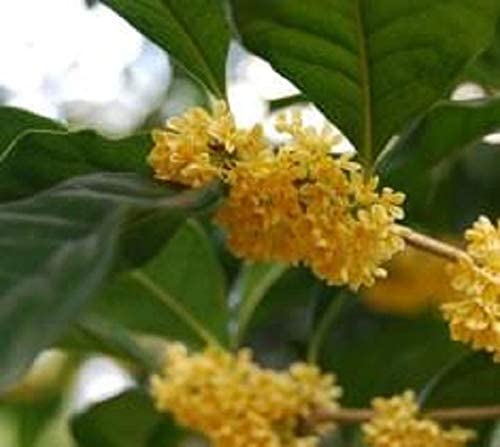 Yellow Flowering Fragrant Tea Olive