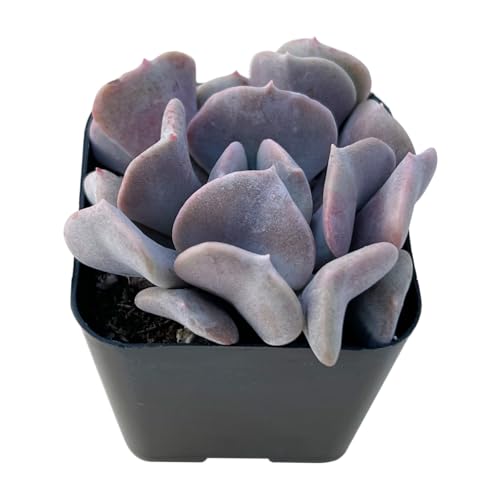 Echeveria 'Cubic Frost' Live Succulent Plant (Echeveria 'Cubic Frost')