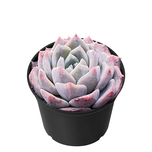 Echeveria Snow Fairy in 2" Pot (Echeveria Snow Fairy)