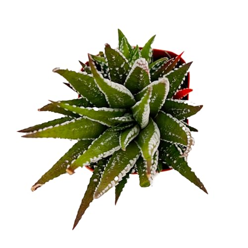Haworthia fasciata 'Big Band' Live Succulent Plant (Haworthia fasciata 'Big Band')