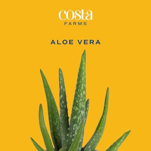 Aloe Vera Live Indoor Succulents (Aloe Vera, 10-12 Inches Tall, in Grow Pot, 2-Pack)