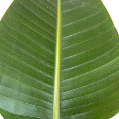 White Bird of Paradise Live Plant 10 inch Pot United Nursery (Black Decorative Pot / 10-inch Pot)