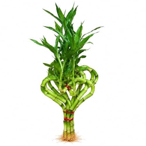 Lucky Bamboo Live Plant