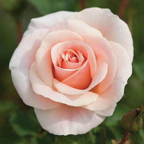 Heirloom Floribunda Roses (Pretty Lady)