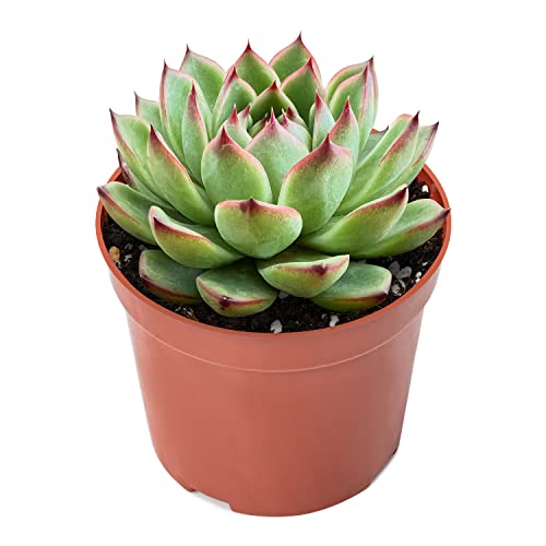 Echeveria 'Moon Stone' (Echeveria 'Moon Stone')