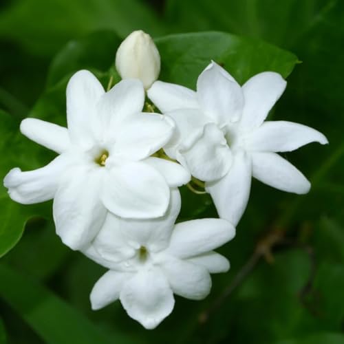 Arabian Jasmine Mogra (2 Count)