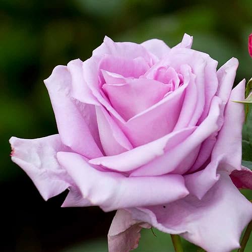 Heirloom Hybrid Tea Roses (Blue Moon)