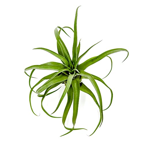 Live Air Plants (1 Pack / Jumbo)