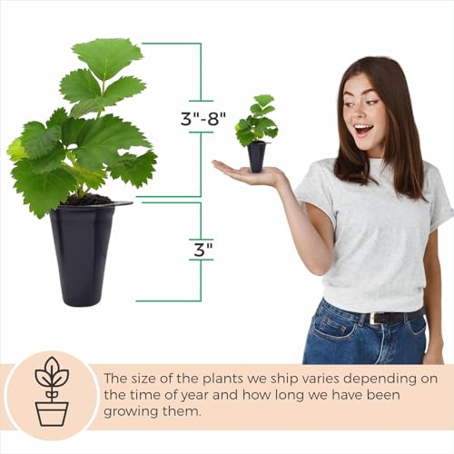 Thorny Boysenberry Plants (Boysenberry)