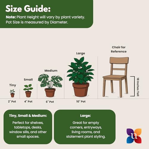 Golden Pothos Live Plant 10 (Plant Pot / 6-inch Plant Pot)